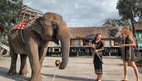 Elephant in Don Village Buon Me Thuot - Experience Vietnam’s heritage with visa-prepared tours